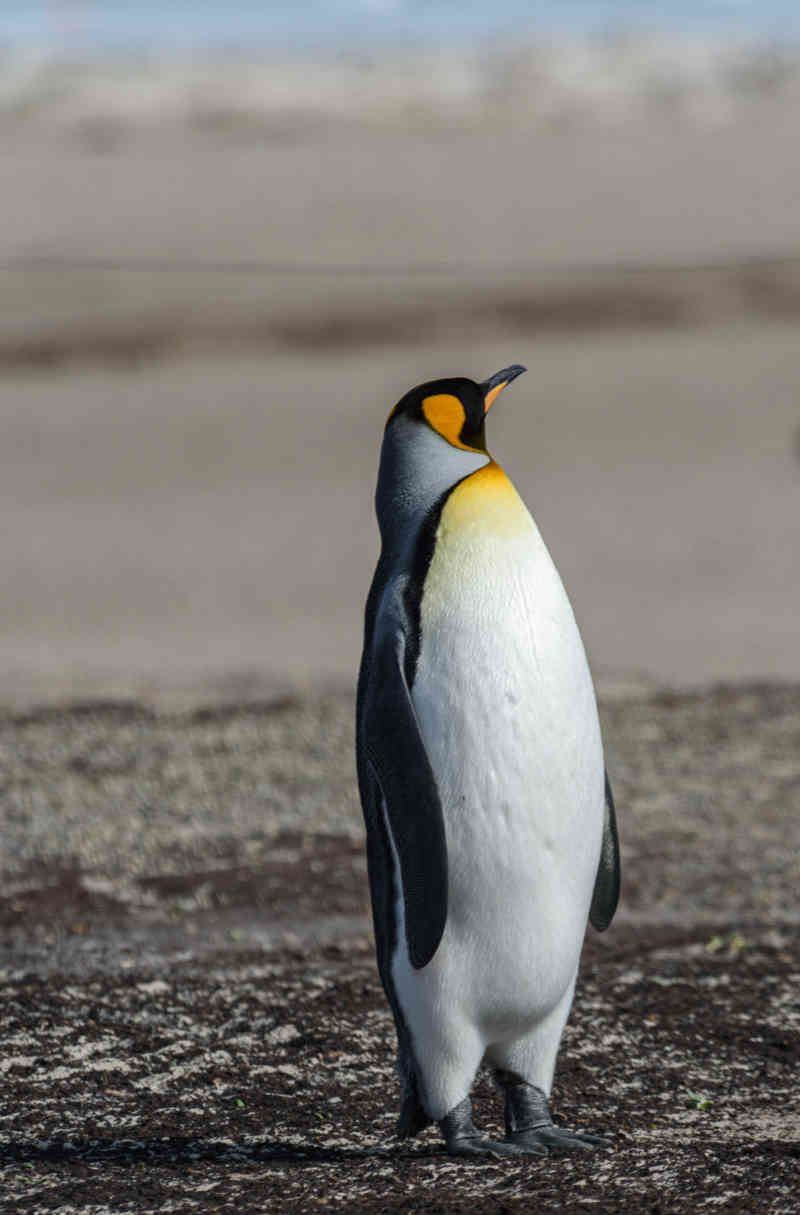Pingüino Rey - islas Falkland o Malvinas 08.jpg